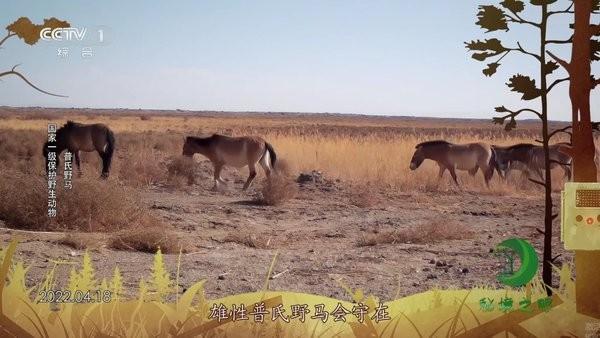 555tv电视版下载,555tv,电视直播